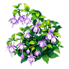 Purple Fairy-Lantern