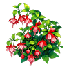 Redvein Enkianthus
