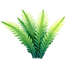 Green Cycad