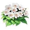 White Halcyon Tree Peony