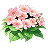 Peach Jacque