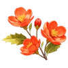 Orange Begonia