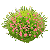 Pink Baby's Breath