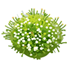 White Baby's Breath