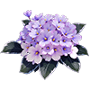 Light Purple African Violet