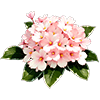 Light Pink African Violet