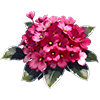 Dark Red African Violet