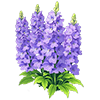 Purple Larkspur