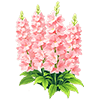 Peach Larkspur