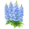 Blue Larkspur