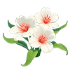Red Seaflower