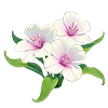 Purple Seaflower
