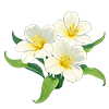 Yellow Seaflower