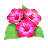 Purple Jasmine