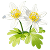 Snow Hellebore