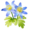 Blue Hellebore