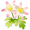 Pink Hellebore