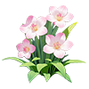 Pink Fragrant Freesia