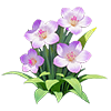 Purple Fragrant Freesia
