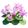 Purple Cyclamen