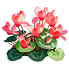 Orange Cyclamen