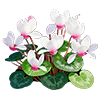 Pink Cyclamen