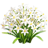 White Glory-of-the-Snow