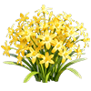 Yellow Glory-of-the-Snow