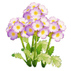 Purple Fairy Primrose