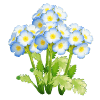 Blue Fairy Primrose