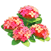 Orange Ixora