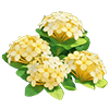 Golden Ixora