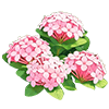 Pink Ixora