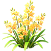Golden Oreorchis
