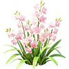 Pink Oreorchis