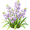 Purple Oreorchis