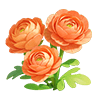 Ranunculus