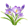 Crocus