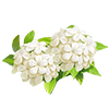 White Plumbago