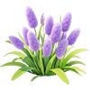 Purple Bunnytail
