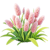 Pink Bunnytail