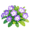 Purple Nemophila