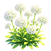 Snow Fluff Sweet Alyssum
