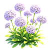 Violet Haze Sweet Alyssum