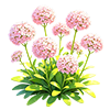 Cherry Pink Sweet Alyssum