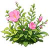 Pink Evening Primrose