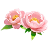 Pink Tree Peony