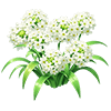 White Star of Bethlehem