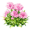 Pink Cornflower