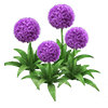 Purple Giant Allium